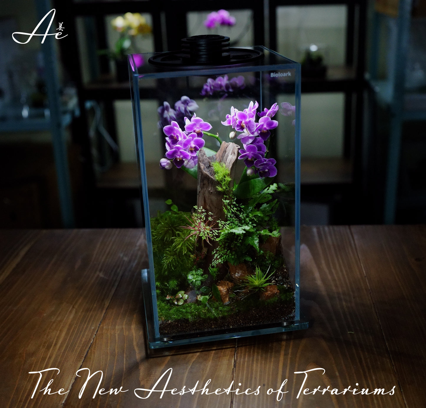The New Aesthetics of Terrariums 完成品(オーダー品)
