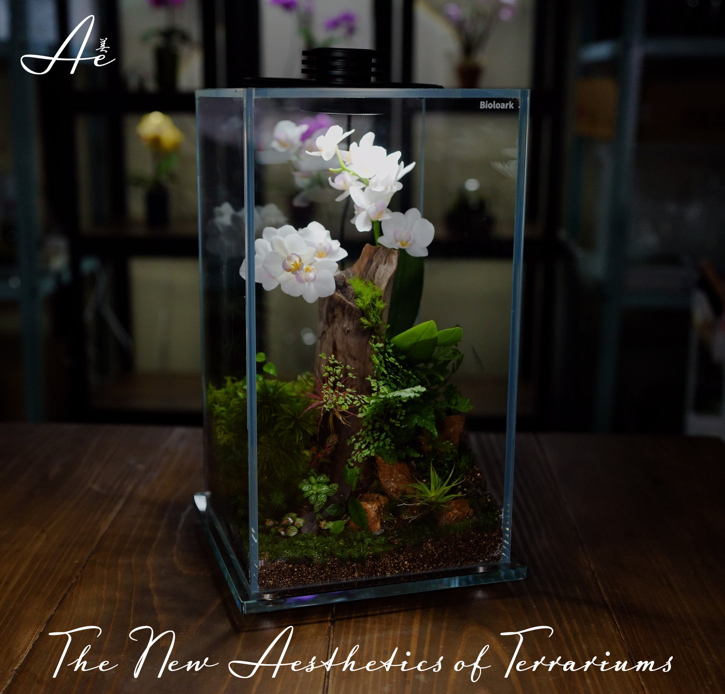 The New Aesthetics of Terrariums 完成品(オーダー品)