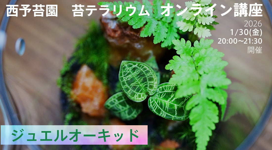 MY-120H×ジュエルオーキッドのオンラインテラリウム講座を開催します