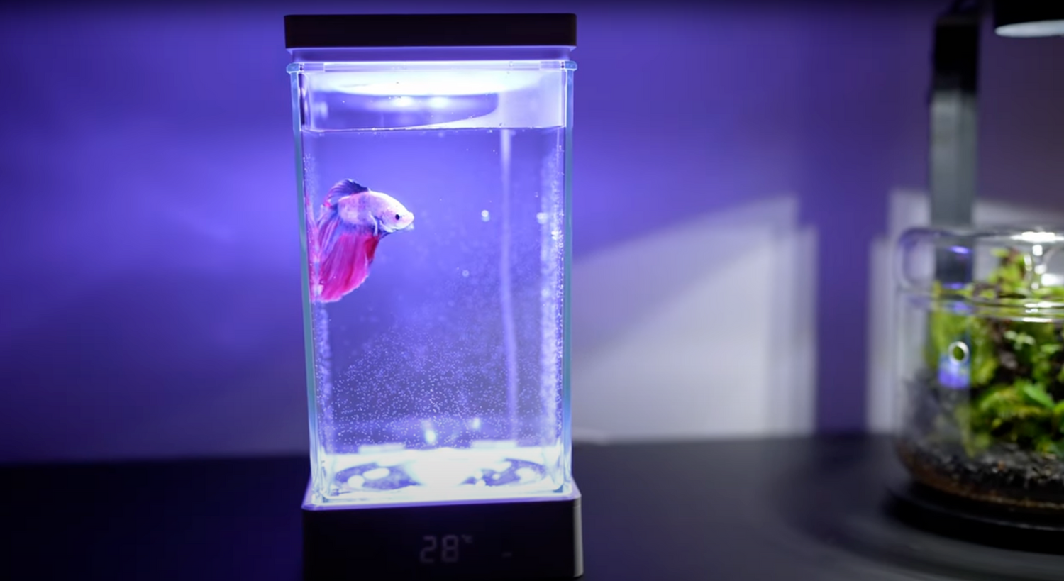 小型ガラス水槽 ヒーター・フィルター・LEDライト付き BETA TANK ベタ専用照明ヒーター付き水槽 BT-01 – Bioloark Japan