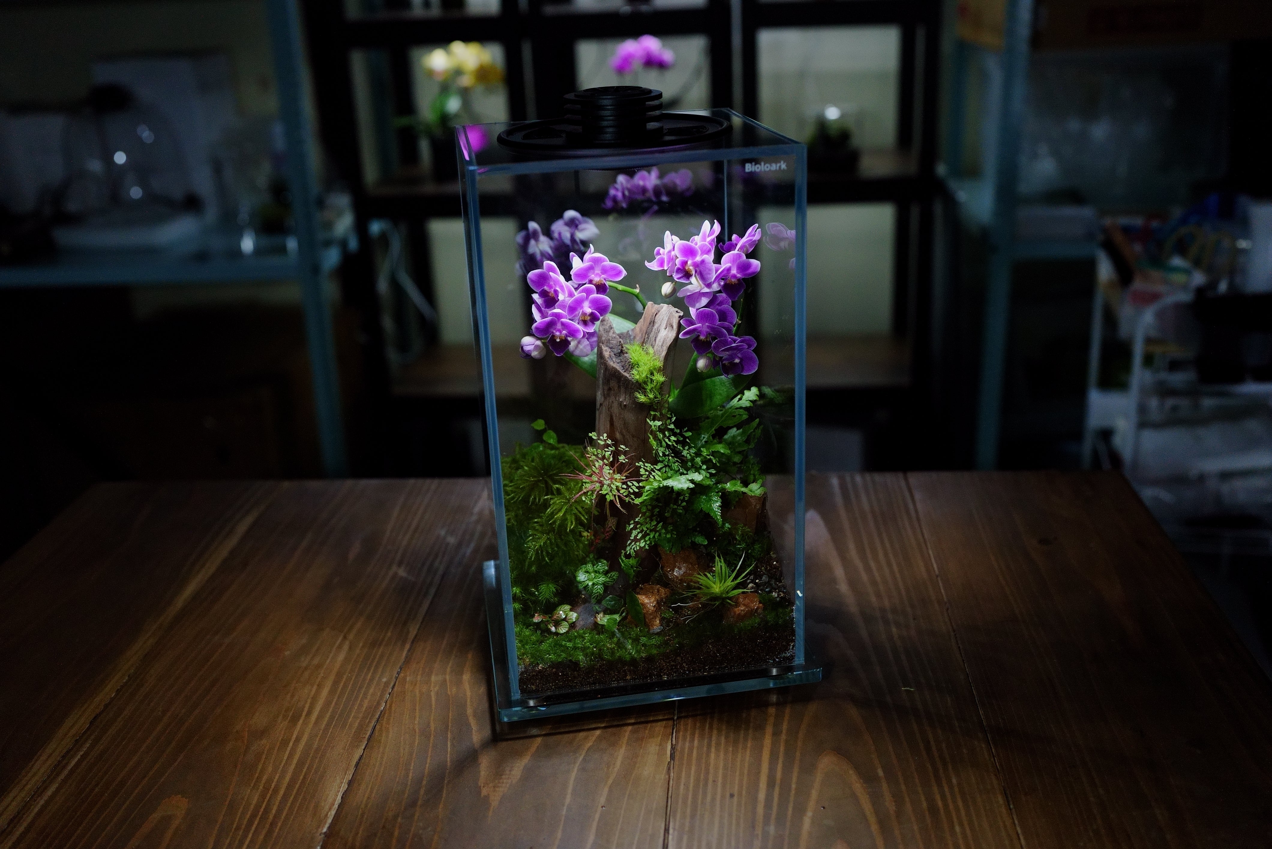 The New Aesthetics of Terrariums 完成品（オーダー品） – Bioloark Japan