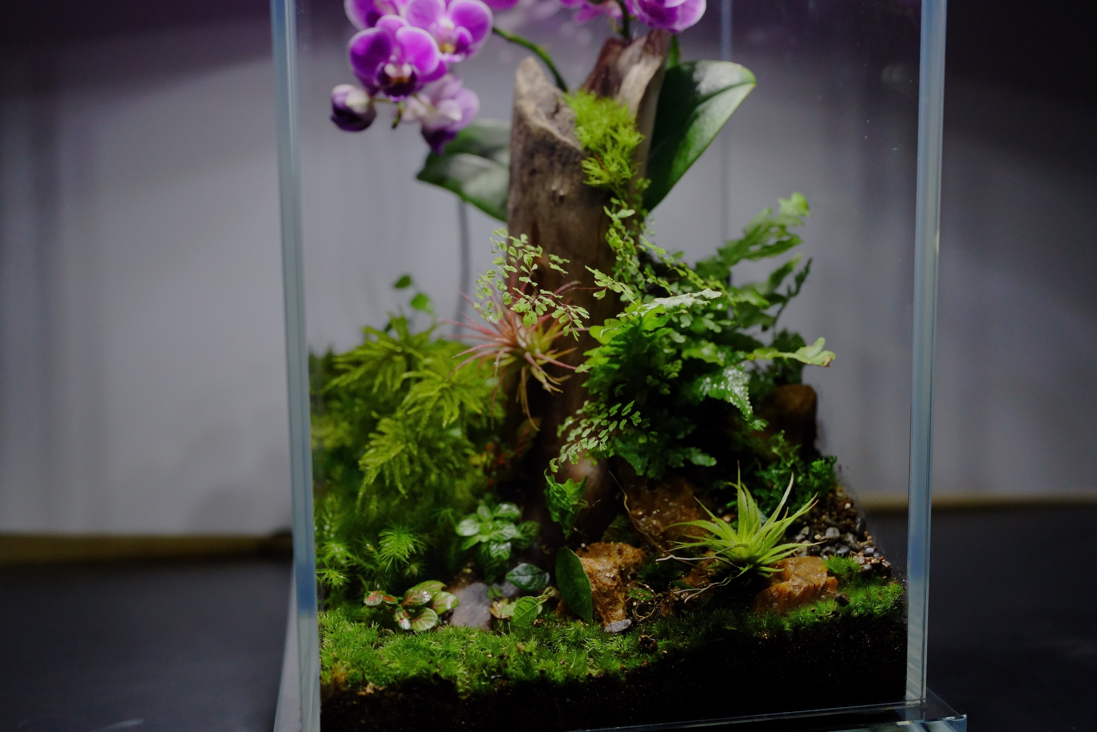 The New Aesthetics of Terrariums 完成品（オーダー品） – Bioloark Japan