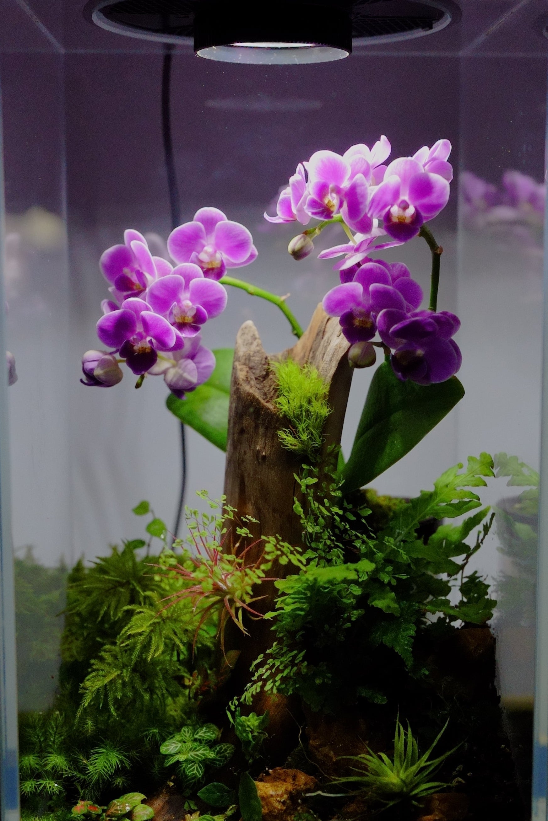 The New Aesthetics of Terrariums 完成品（オーダー品） – Bioloark Japan
