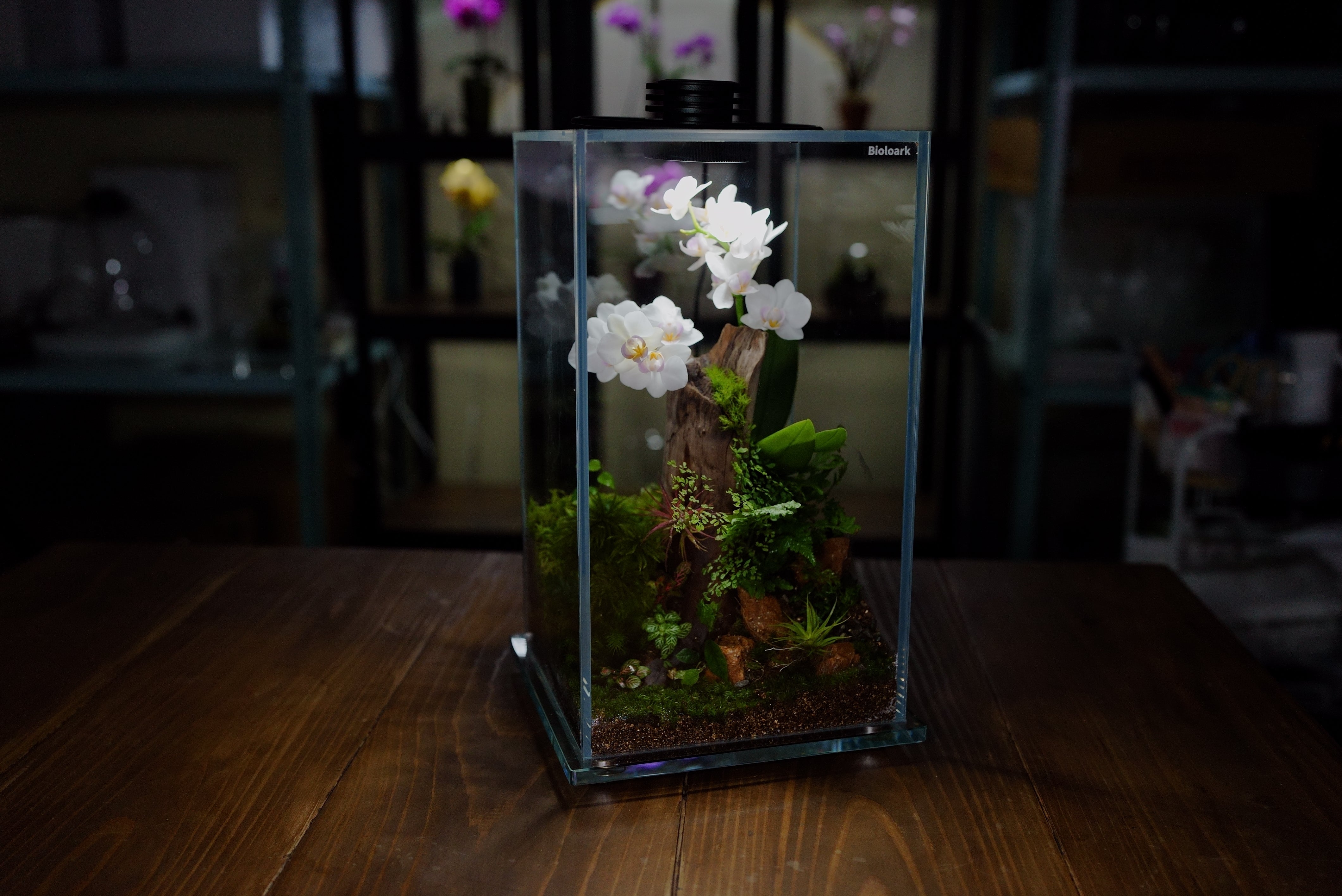 The New Aesthetics of Terrariums 完成品（オーダー品） – Bioloark Japan