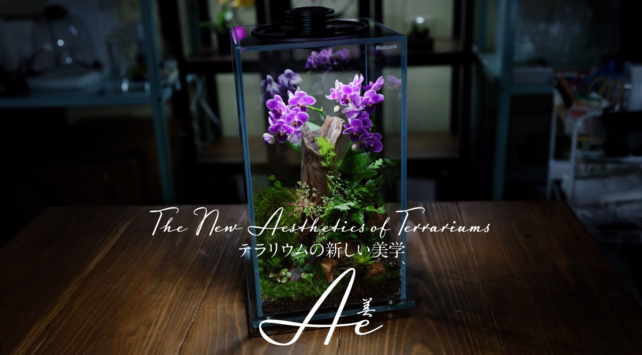 ナオページ1　テラリウム オーダー作品　アクアテラリウム ナオページ1 テラリウム オーダー作品 アクアテラリウム ナオページ1